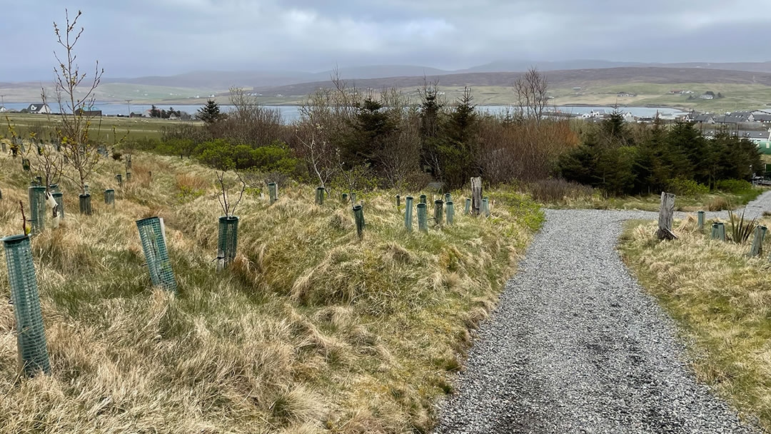 Michaelswood planting, Aith, Shetland