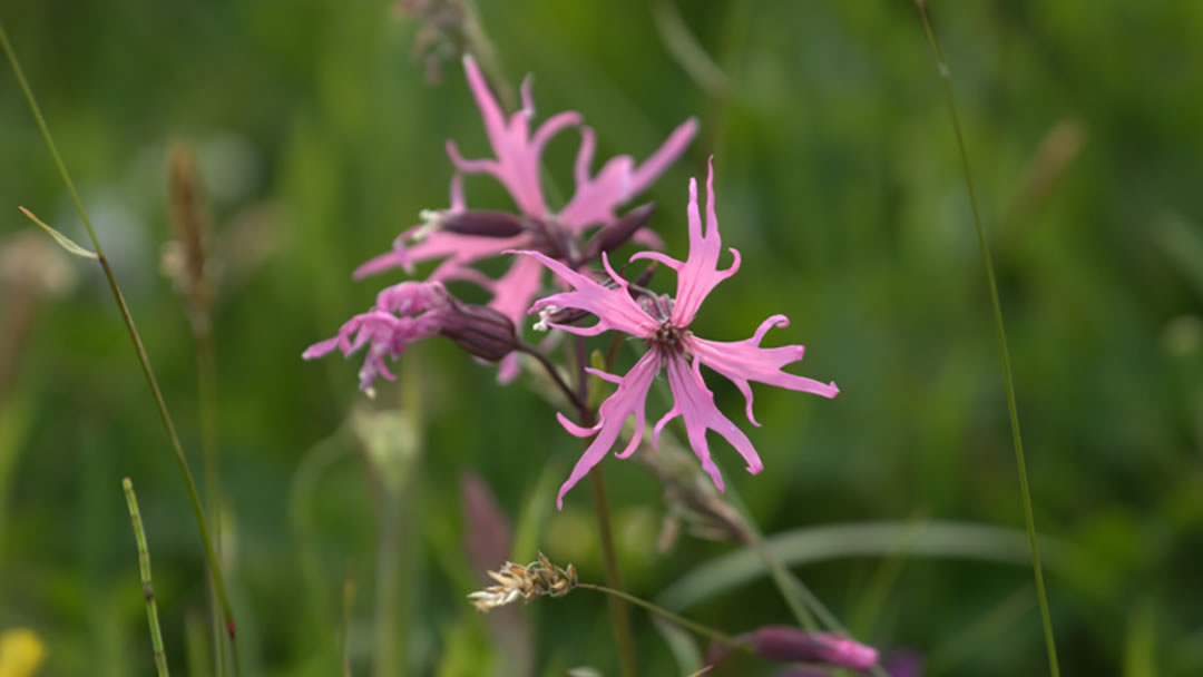 Ragged Robin (Lychnis flos-cuculi)