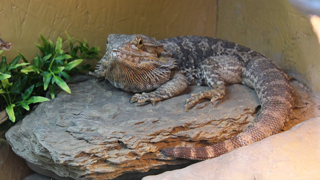 Bearded Dragon at Fern Valley Wildlife Centre, Orkney