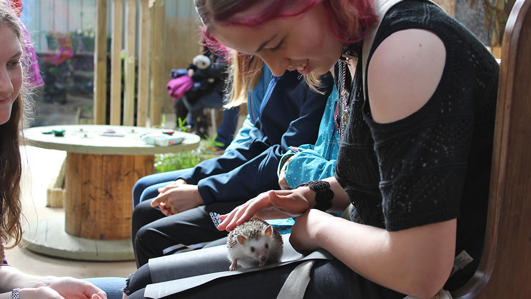 Handling a hedgehog at Fern Valley Wildlife Centre, Orkney