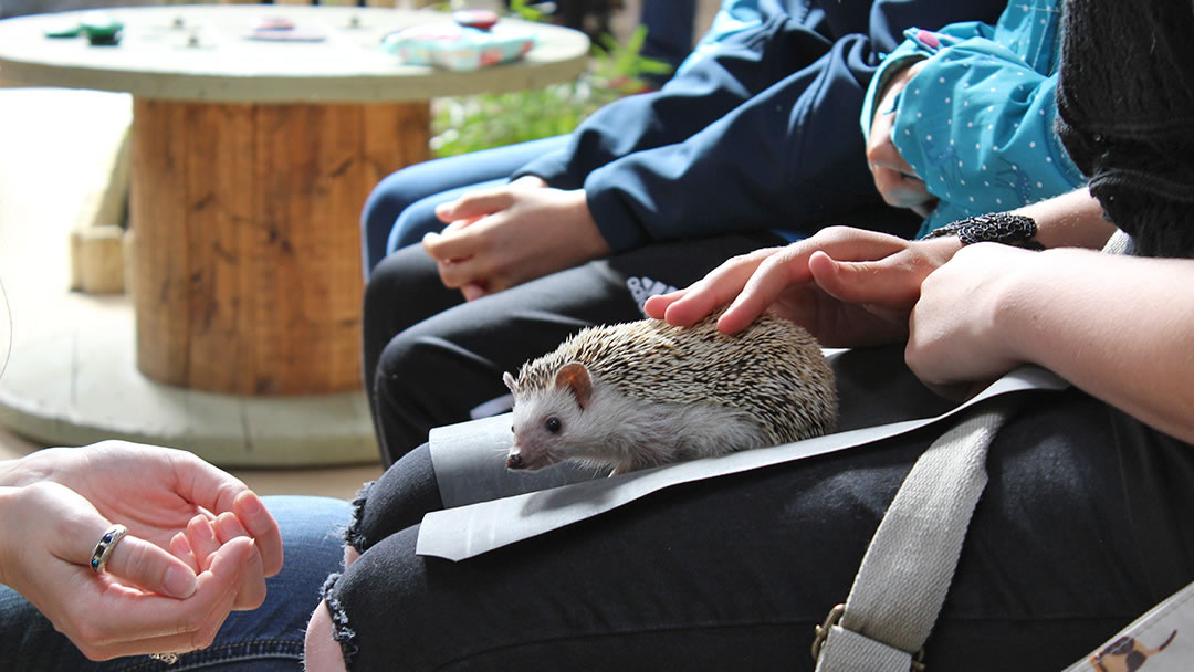 Handling a hedgehog at Fern Valley Wildlife Centre, Orkney