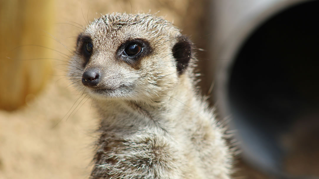 Meerkat at Fern Valley, Orkney