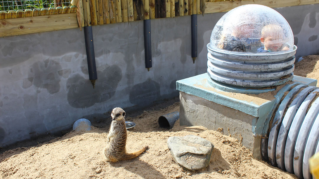 Fern Valley Meerkats