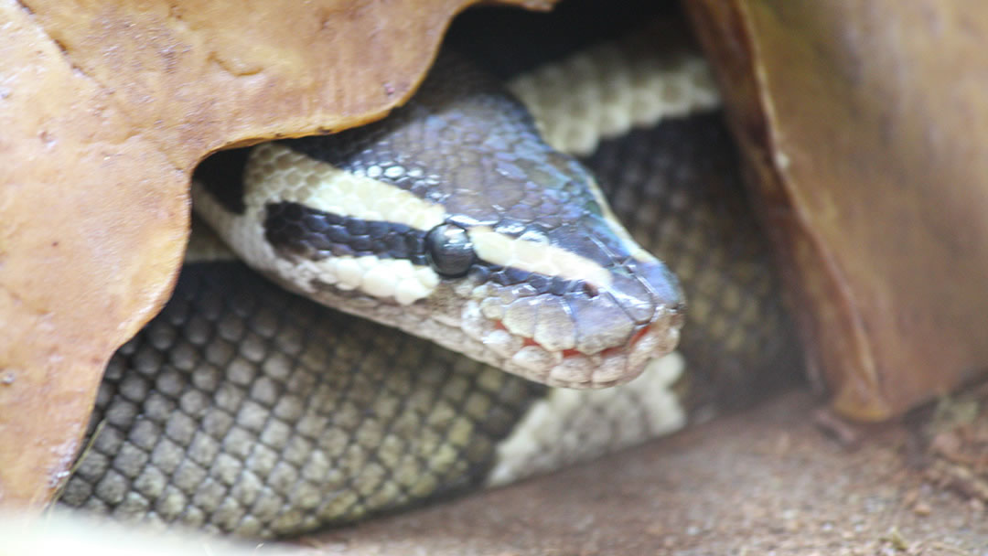 Snake at Fern Valley Wildlife Centre