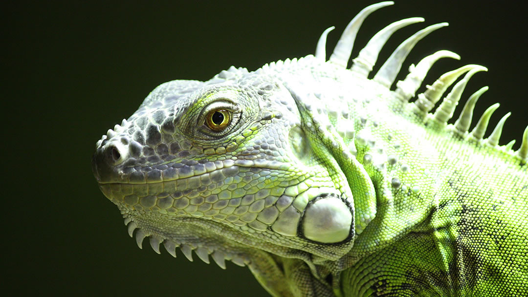 Max the Iguana at Fern Valley Wildlife Centre, Orkney