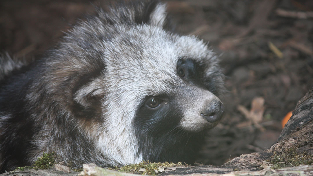 Raccoon dogs at Fern Valley Wildlife Centre, Orkney