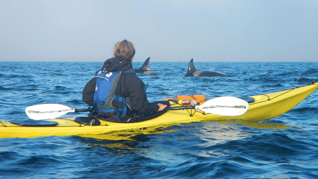 Meeting killer whales