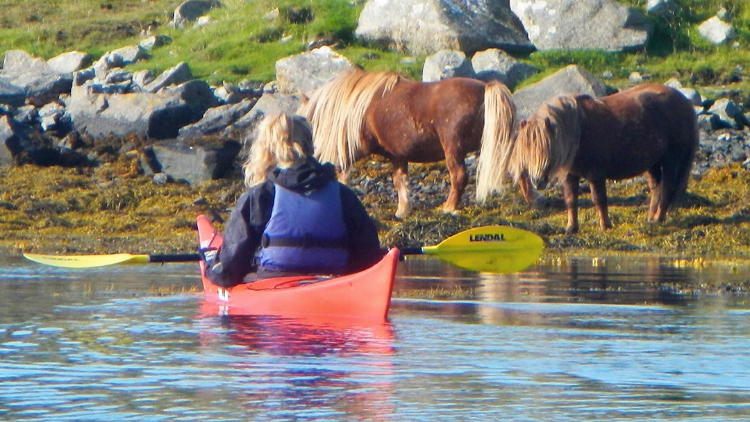 Meet Shetland Ponies