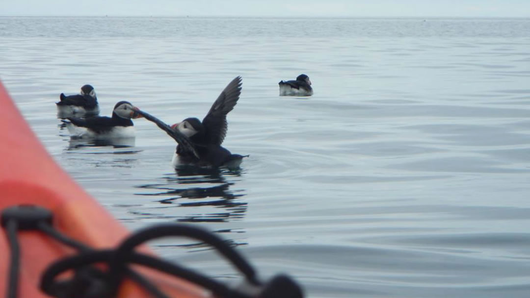 Seeing puffins on the water