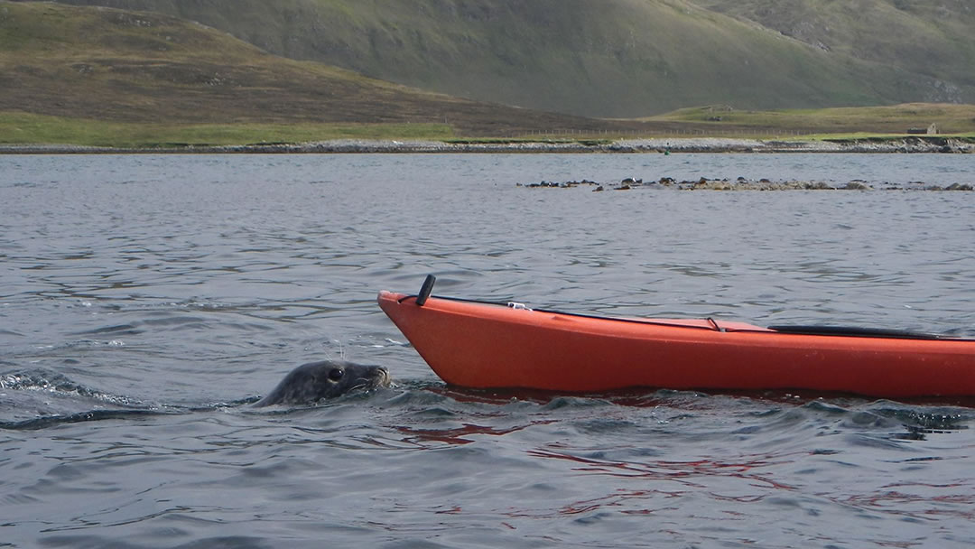 Meeting seals from a kayak