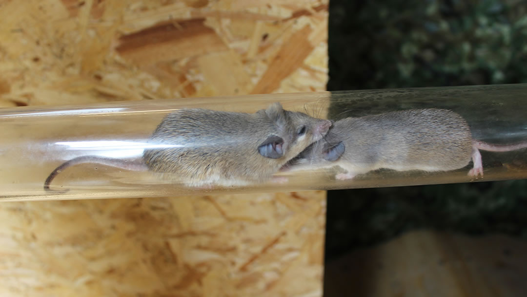 Turkish Spiny Mice at Fern Valley, Orkney