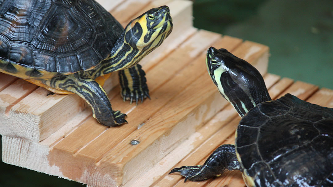 Yellow-Bellied Sliders at Fern Valley, Orkney