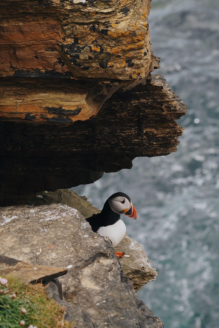 Puffin on the cliffs at Yesnaby