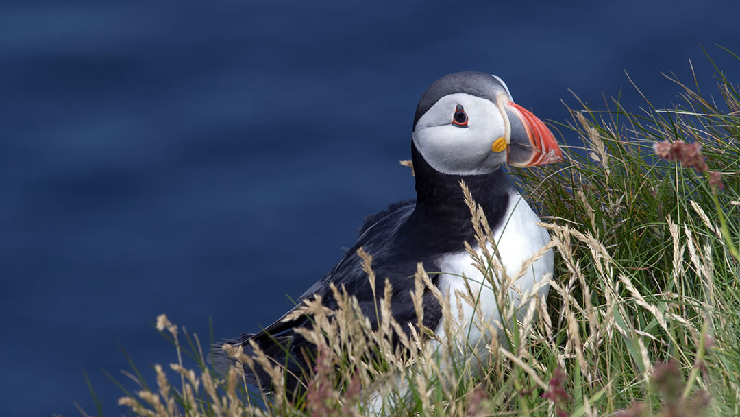 A puffin at Sumburgh Head in Shetland