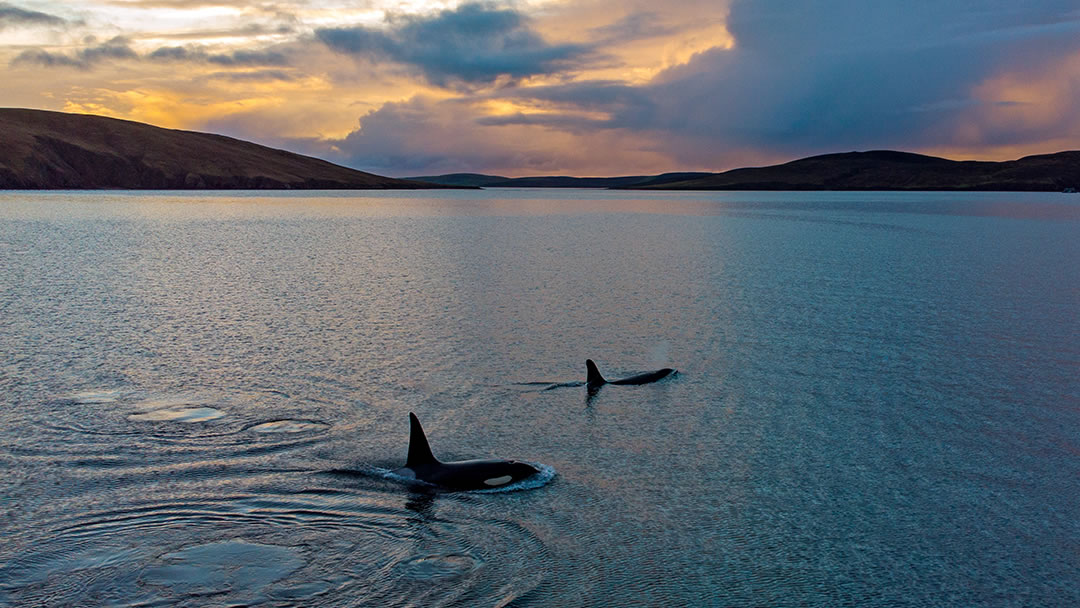 Orca in Shetland