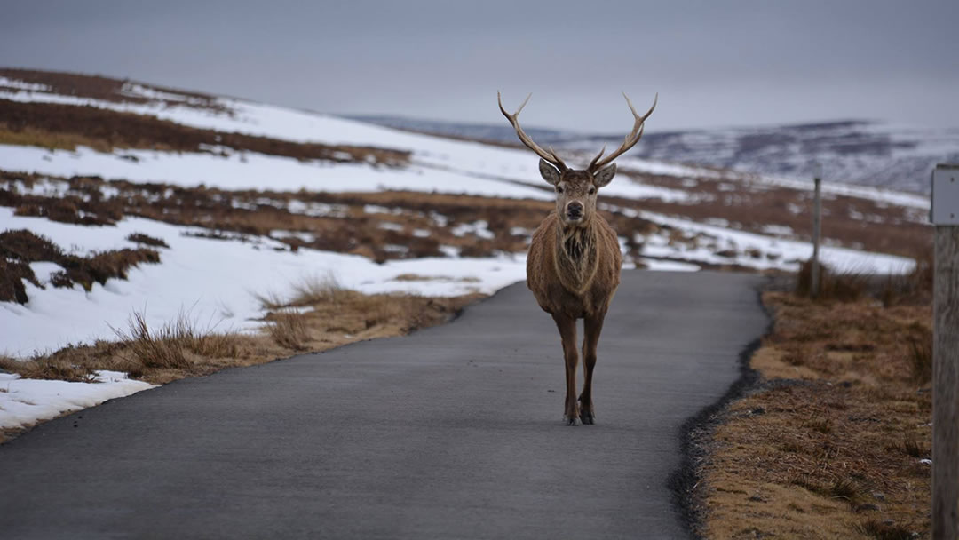 Stag in the North Highlands of Scotland