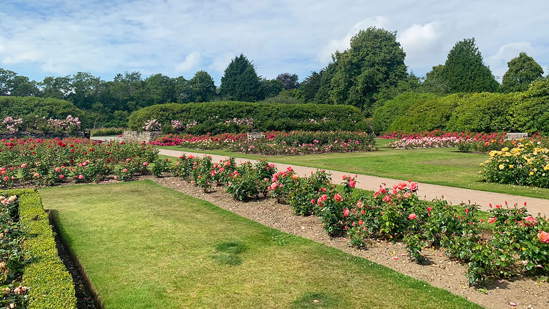 The Hazlehead Park rose garden in Aberdeen