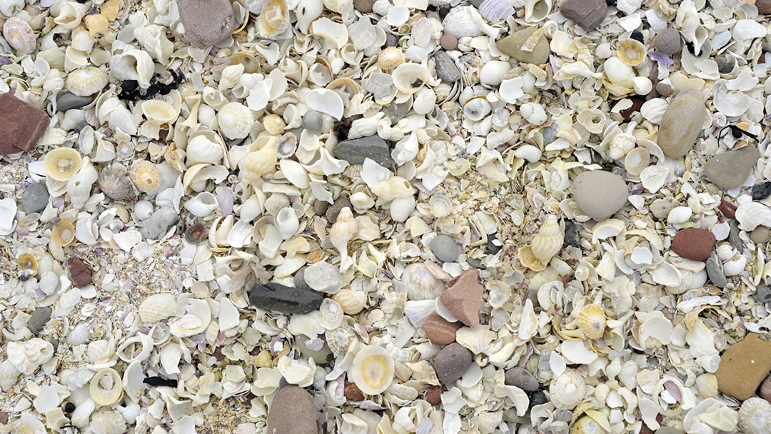 Shells at the Ness of Duncansby