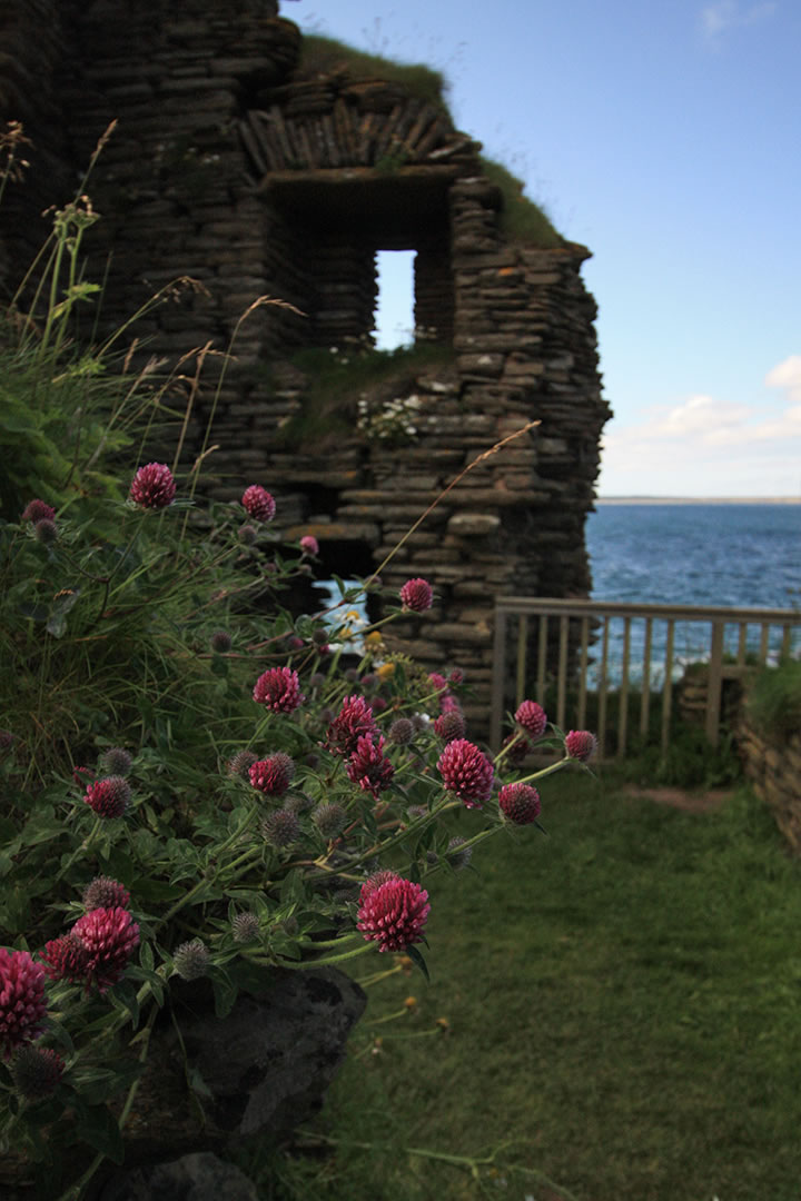 Seapinks inside the walls of Castle Sinclair Girnigoe