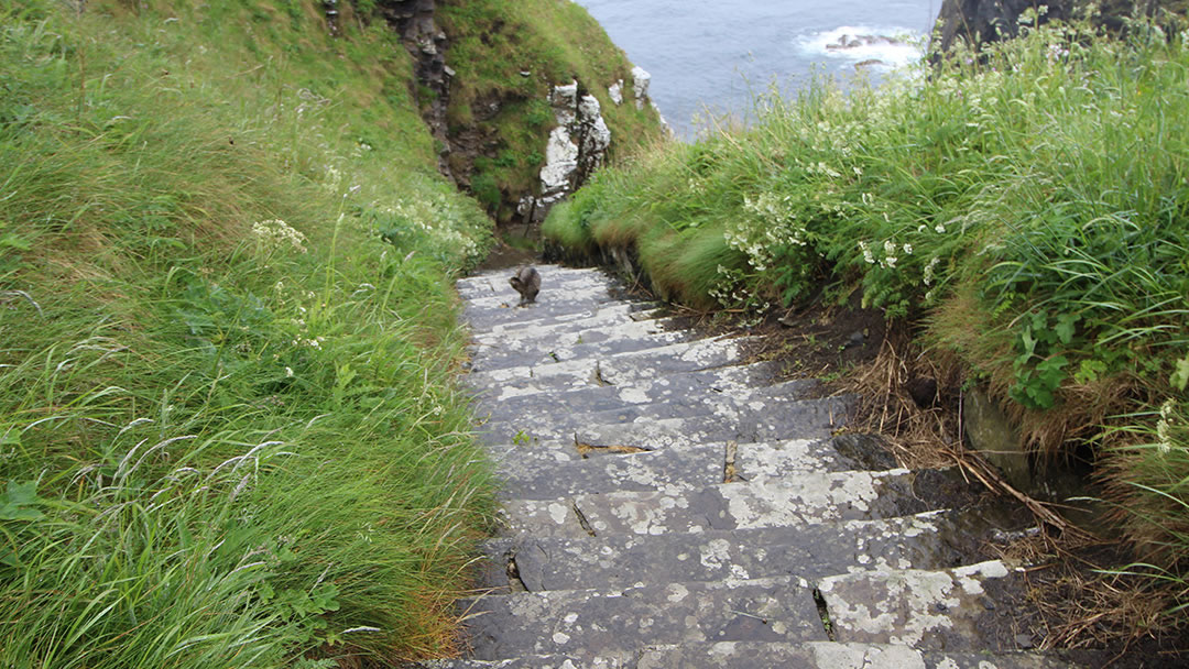 The cat climbing the Whaligoe steps