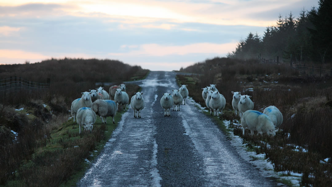 The road to the Grey Cairns of Camster in Caithness