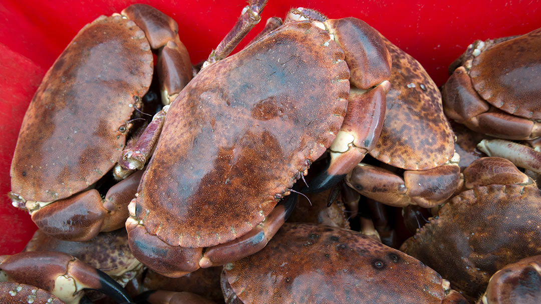 A catch of crabs in Orkney