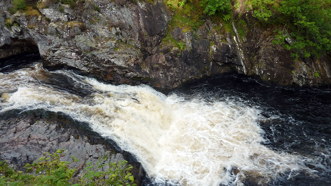 A salmon leaping the Falls of Shin