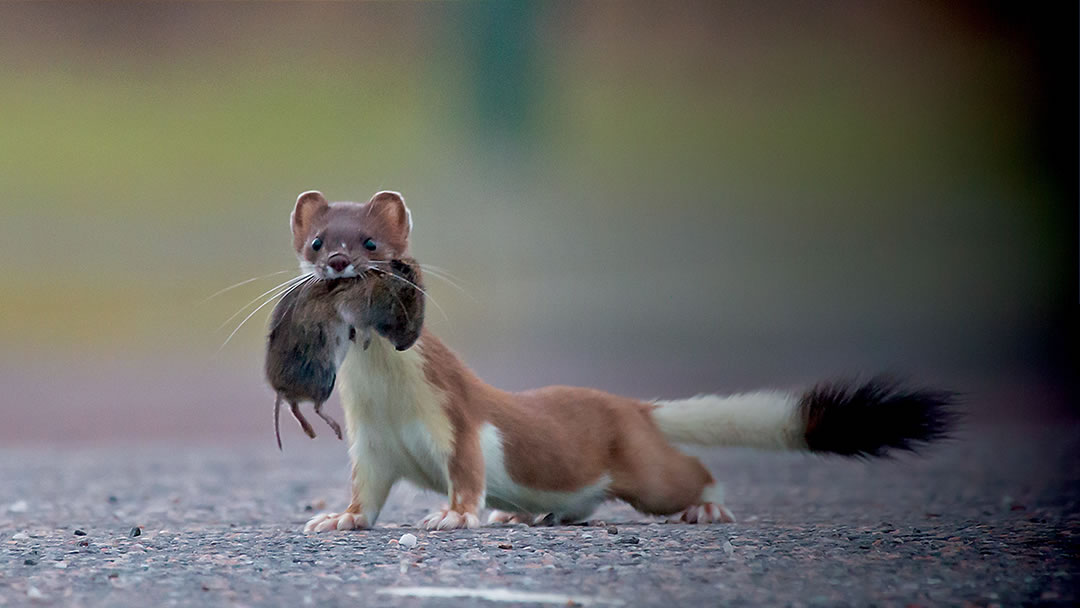 A stoat with an Orkney vole