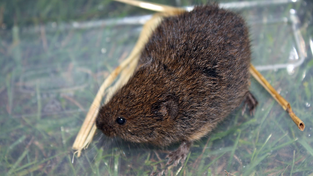An Orkney Vole