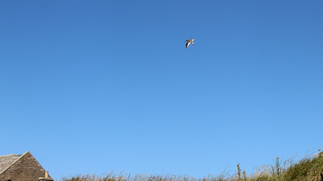 An angry juvenile oyster catcher