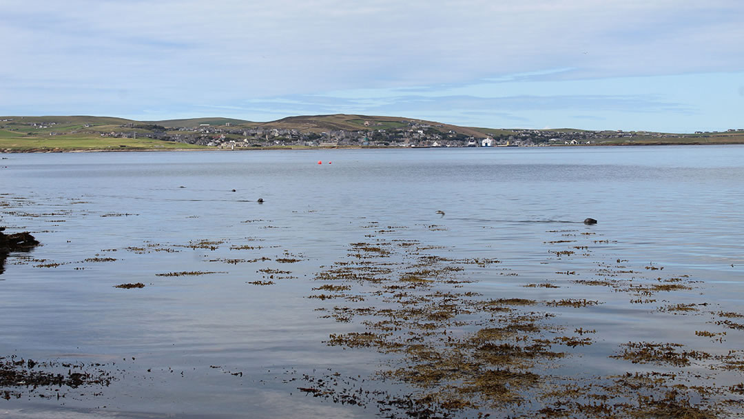 Being followed by seals in Graemsay