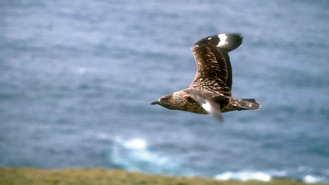 Bonxie in Hoy