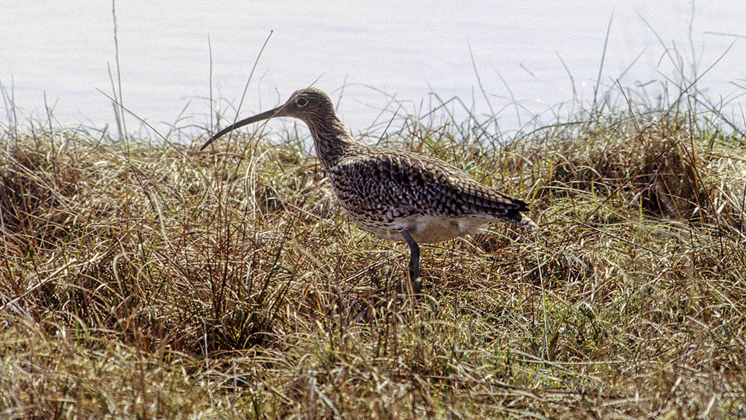 Curlew