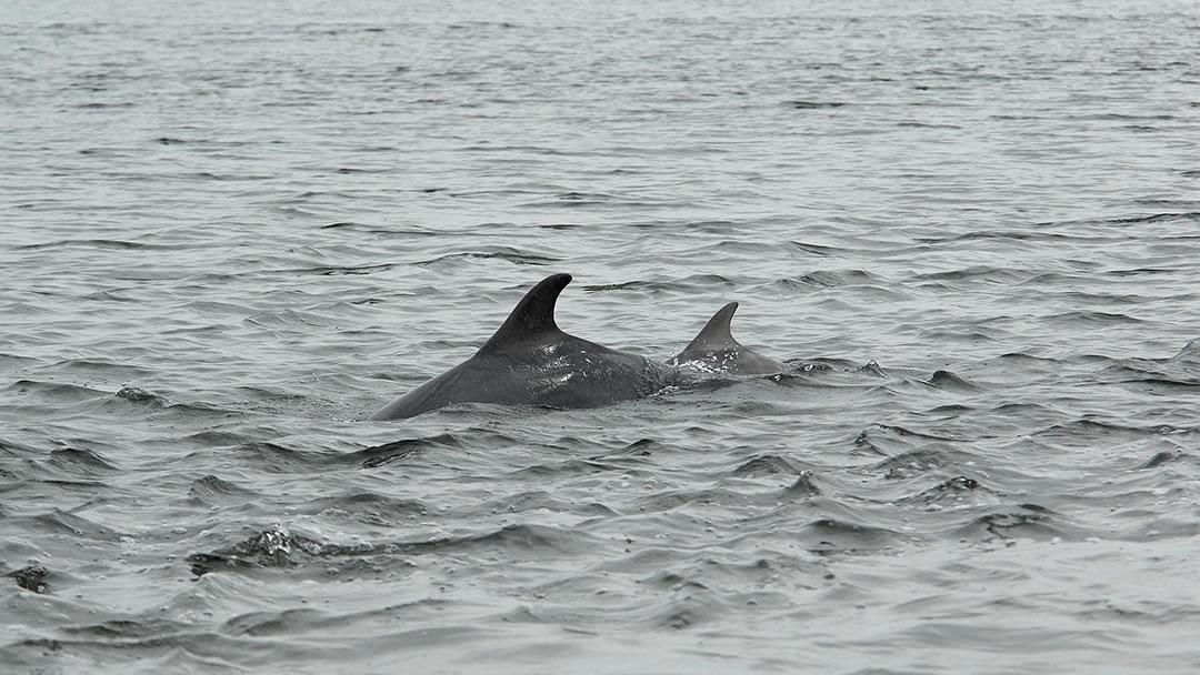 Dolphins at Chanonry Point