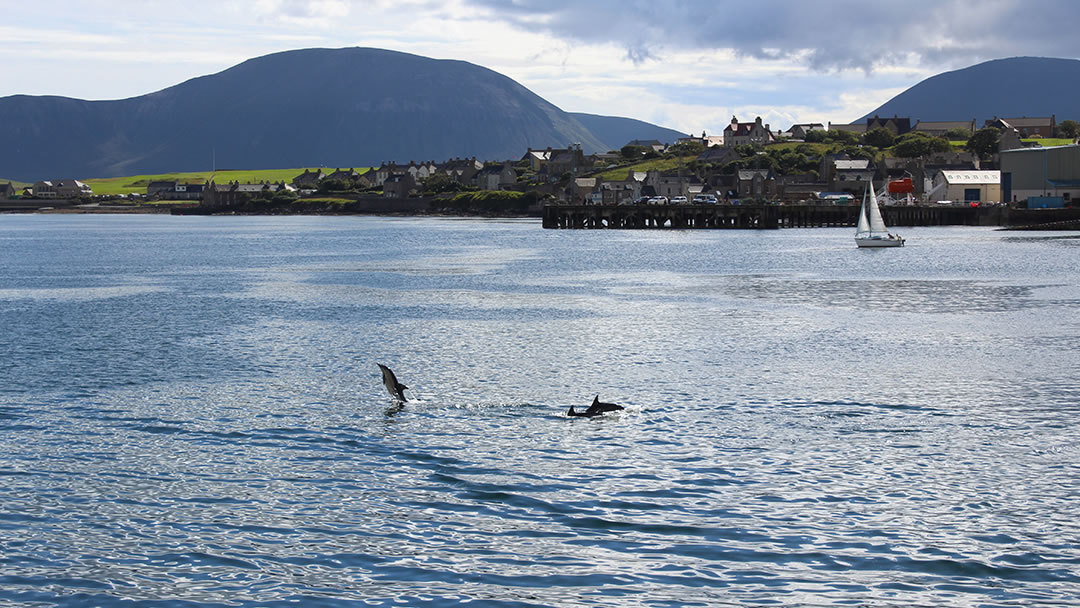 Dolphins in Stromness harbour