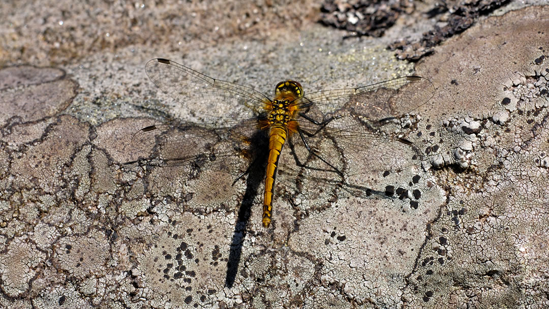 Dragonfly in Hoy