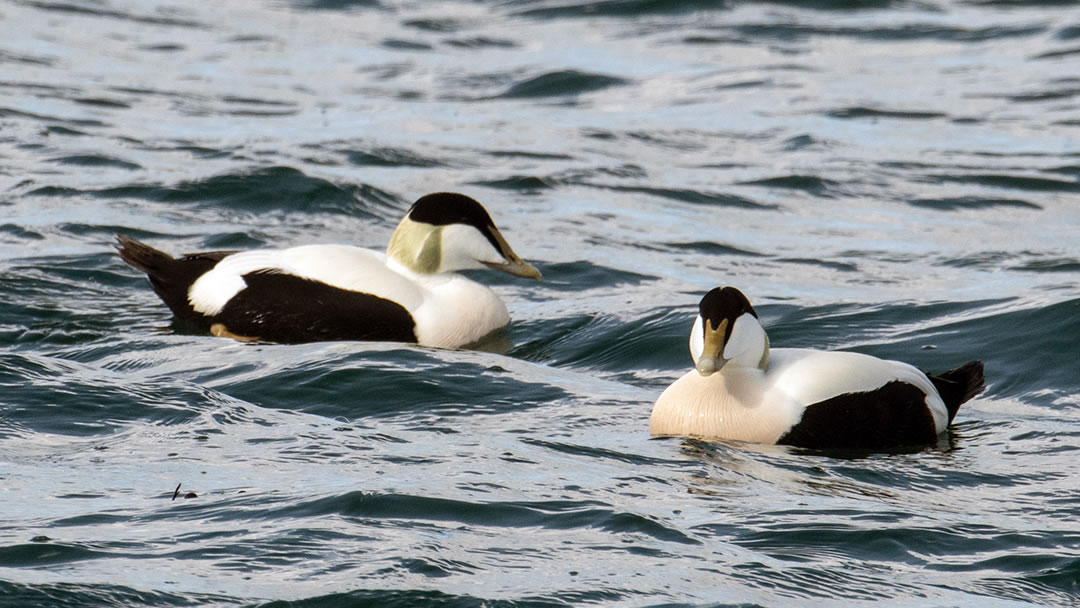 Eider ducks