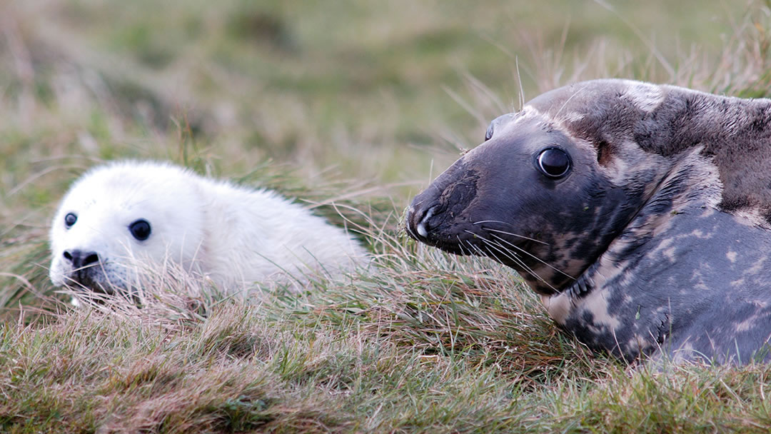 Grey seal and pup