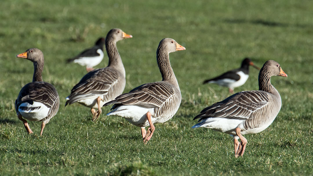 Greylag geese