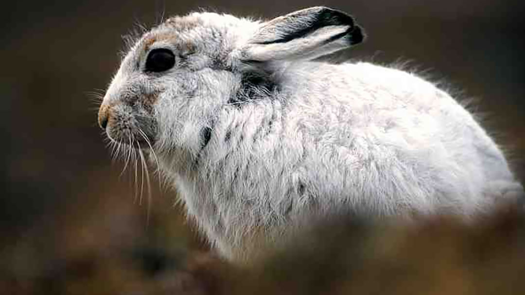 Hare on Hoy in winter