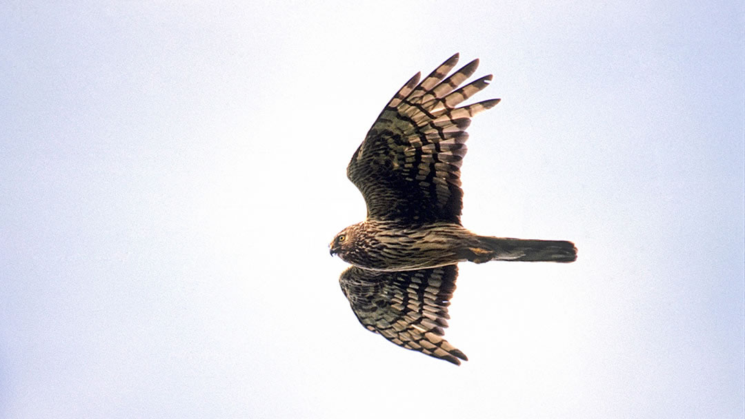 Hen Harriers are abundant in the Orkney islands