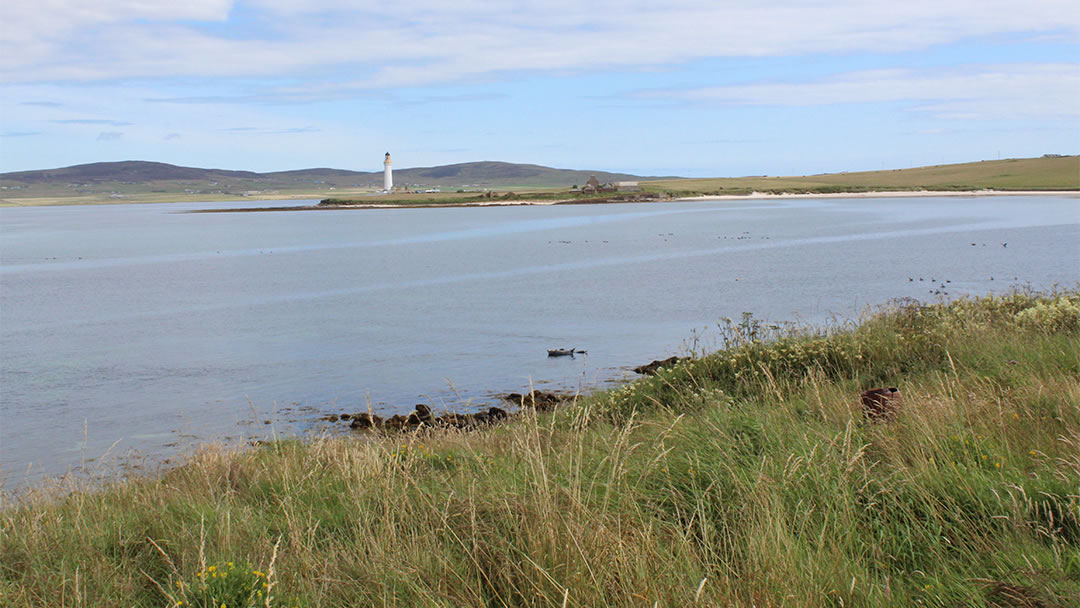 Wildlife at Sandside Bay