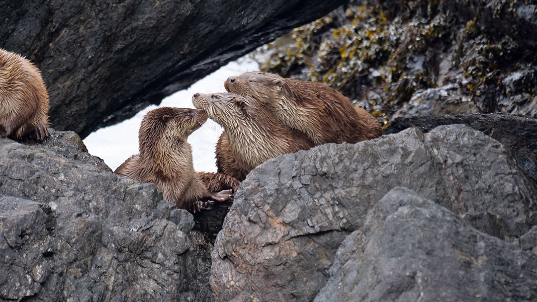 Otters on the coast