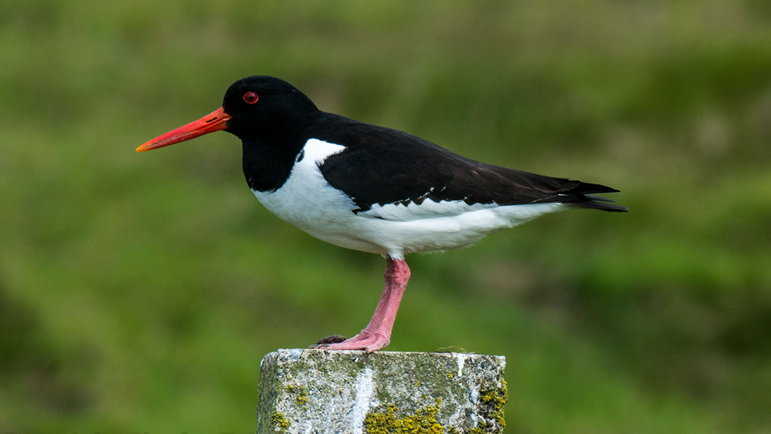 Oystercatcher in Rousay, Orkney