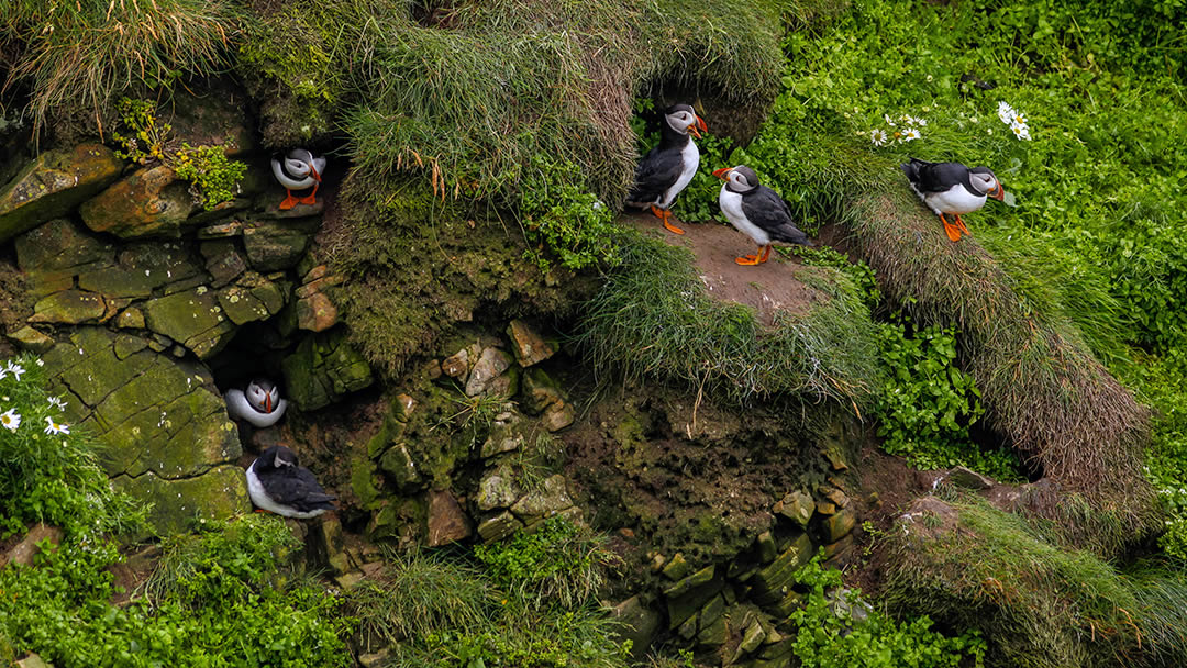 Puffins in their burrows at Sumburgh Head in Shetland