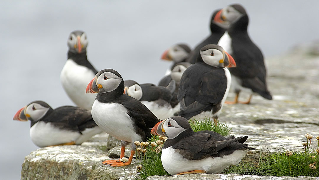 Puffins in Orkney