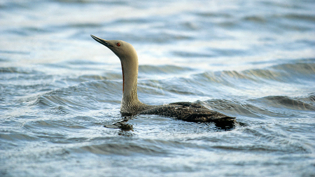 Red-throated diver