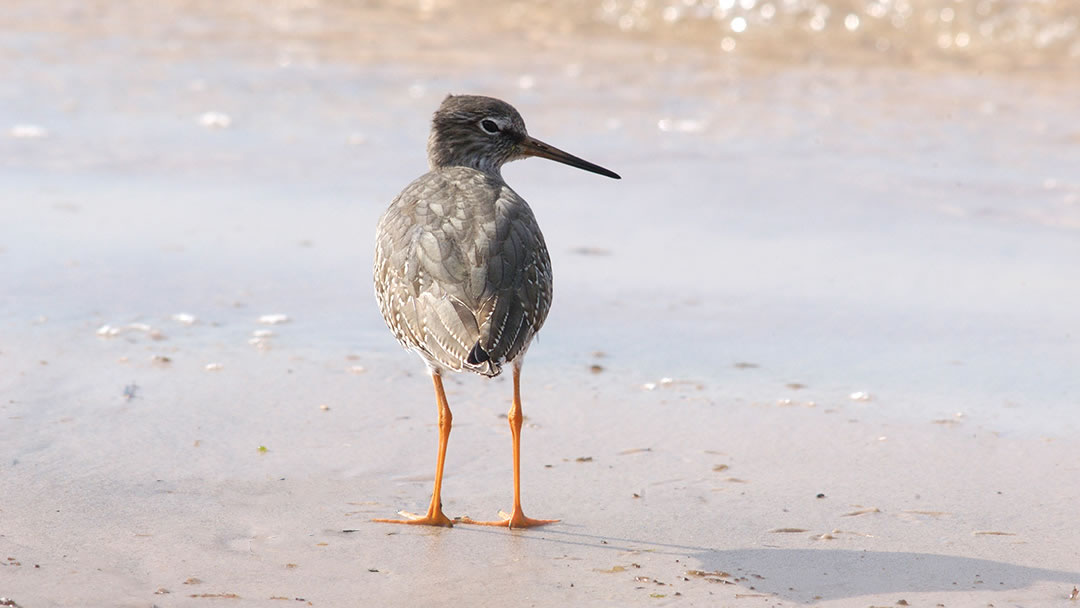 Redshank on an Orkney shore