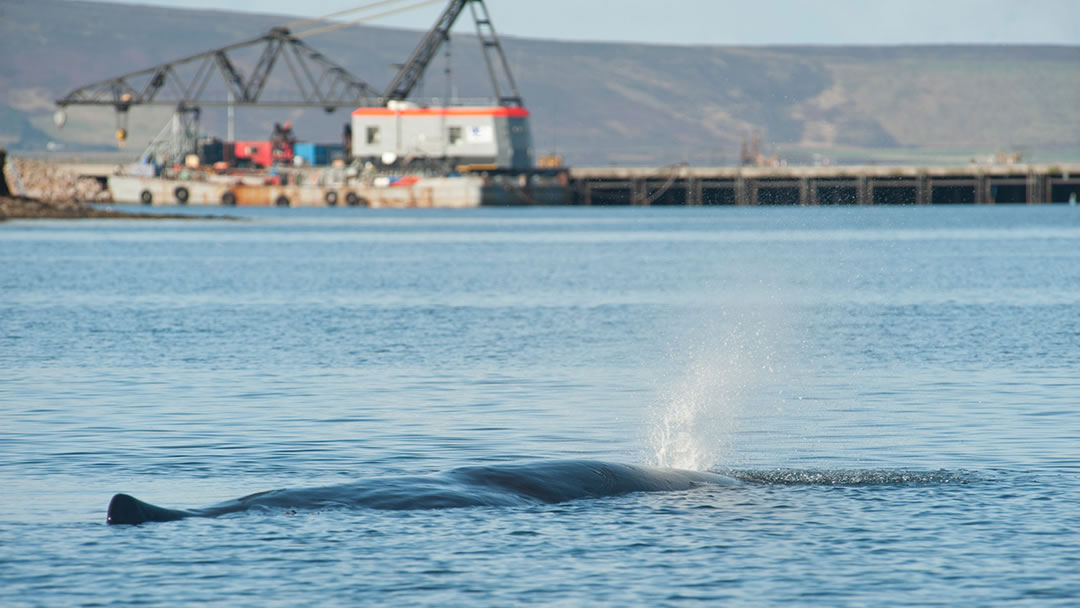 Sperm whale near Kirkwall