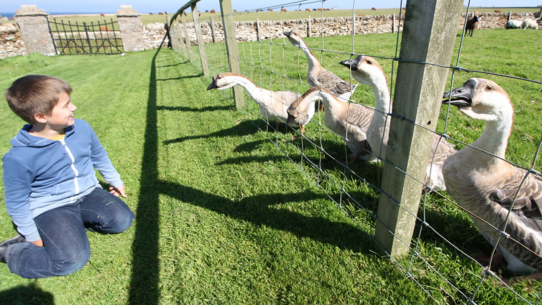 The Castle of Mey animal centre